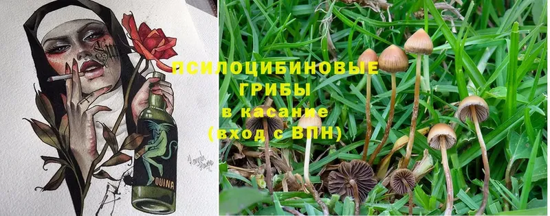 MEGA как зайти  Звенигово  Псилоцибиновые грибы Psilocybe 